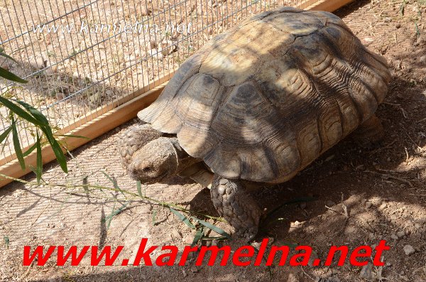 مهرجان الخيل دالية الكرمل .